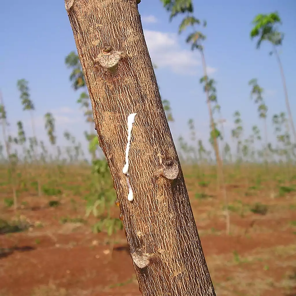 A rubber tree with latex oozing from a tapped incision. In the background, a plantation of young rubber trees extends into the distance. (Photo: Simon/Pixabay)